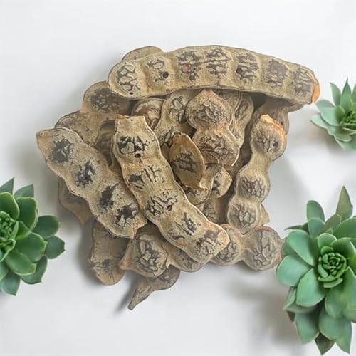 Kopabana NEP NEP Seeds (Acacia nilotica) - 2oz, Heat-Treated Culinary Seeds (Not for Planting)