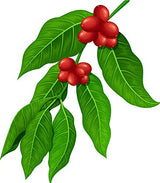 Single Origin Costa Rican Cascara Tea - Superfruit Dried Coffee Fruit - SuperFood Dried Coffee Berries/Cherries - 4oz Bag