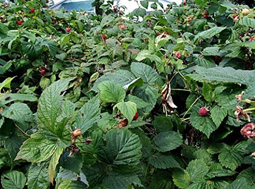 Organic Raspberry Leaf Cut & Sifted, by Herb Co, Rubus Idaeus, from Albania, Kosher, for Tea, Apple Cider Vinegar, Salves, Lotions, Creams, Toner