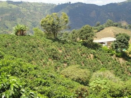 Raw Unroasted Green Coffee Beans - Special micro Farm La Compañia (5 Lb)