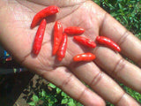 African Birds Eye (Piri Piri) Chili Pepper Mash by Fiery Farms - Bulk (1 Gal) Bring Heat, Exotic Fruity - Sweet Flavors (approx 175K SHUs) Fresh