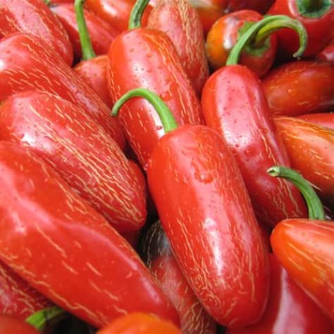 Magic Plant Red Jalapeno Pepper Powder - Fine Ground Red Jalapeno Chili Powder (5 LB) - Mexican Cuisine Staple | Mild - Medium Heat | Add to any Dish