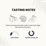 Canopy Point Coffee | Chiapas Mexico Light Roast | Peach & Honeycomb Notes | Arabica Single Origin | Specialty Blonde Roast | Air Roasted (Whole Bean