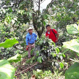 Gobena Coffee 2lb Fair Trade Organic Certified Guatemalan Whole Bean Medium Roast, 100% Arabica Specialty Coffee, 32 ounces, 2 pounds, Bulk
