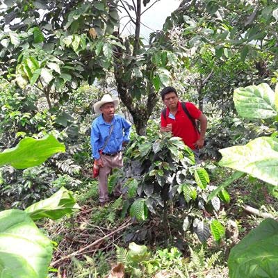 Gobena Coffee 2lb Fair Trade Organic Certified Guatemalan Whole Bean Medium Roast, 100% Arabica Specialty Coffee, 32 ounces, 2 pounds, Bulk