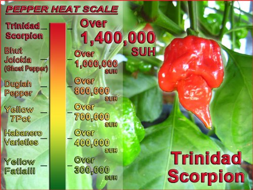Red Scorpion Butch -T Pepper Powder by Magic Plant, 1 Kg Bulk - 1.2M+ SHUs - Extreme Heat, Sweet & Fruity Flavor - Natural, Non-GMO Gourmet Fine