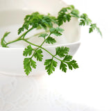 Olive & Vine Chervil, Subtle Anise Flavor, For Sauces & Salads, Rich Tradition, Authentic Taste, For Global Recipes (0.58 Ounce)