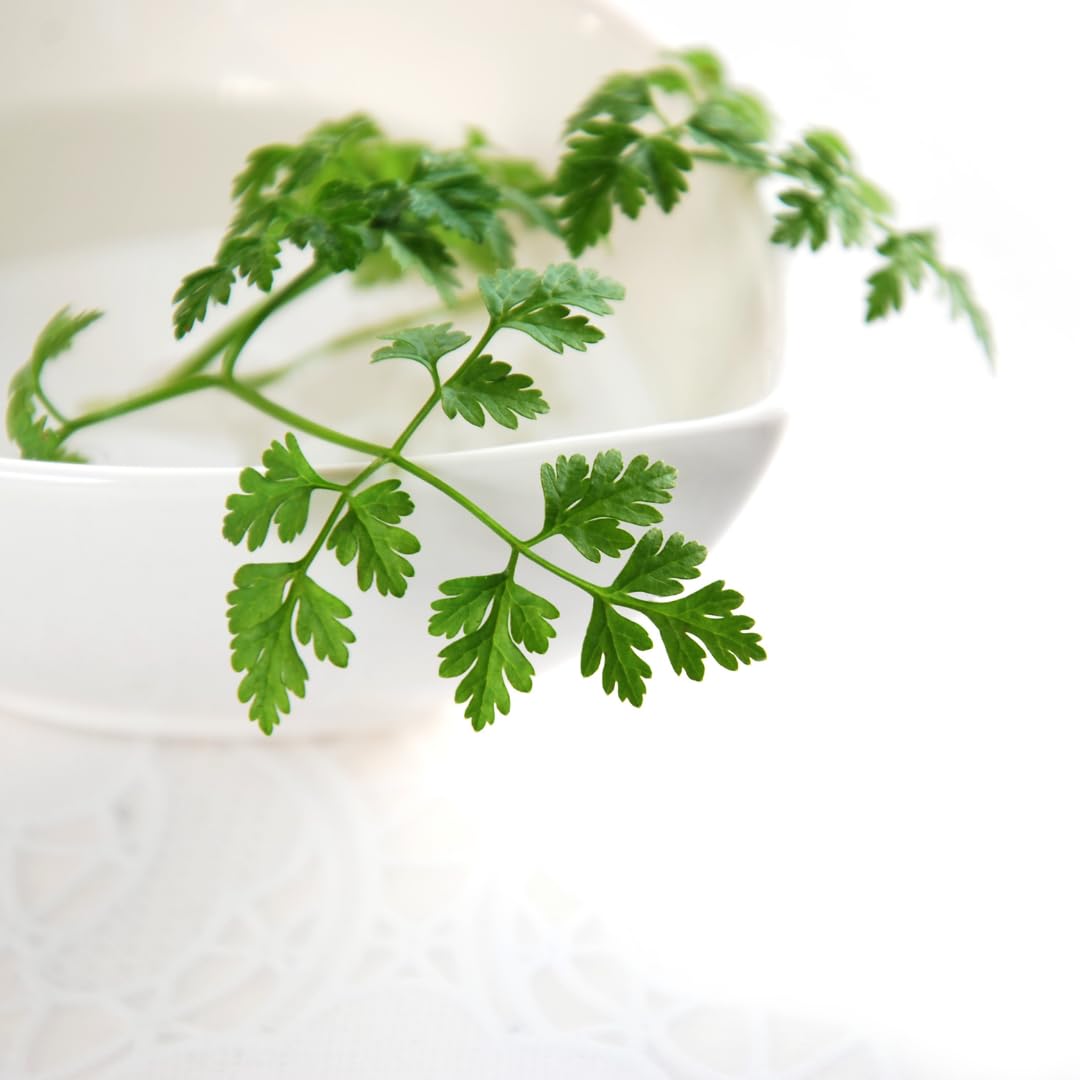 Olive & Vine Chervil, Subtle Anise Flavor, For Sauces & Salads, Rich Tradition, Authentic Taste, For Global Recipes (0.58 Ounce)
