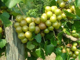 ISON'S SCUPPERNONG WHITE JUICE