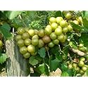 ISON'S SCUPPERNONG WHITE JUICE