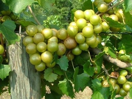ISON'S SCUPPERNONG WHITE JUICE