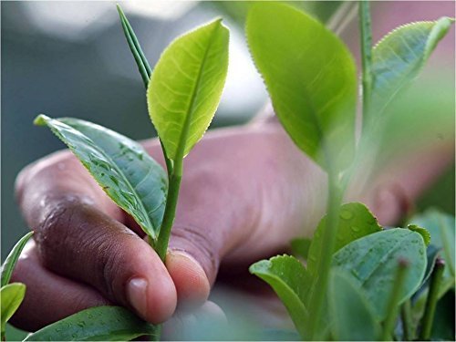 Basilur | Strawberry & Kiwi Tea | Ceylon Black Tea | Magic Fruits Collection | 20 Count Foil Enveloped - Pack of 2