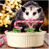 Possum Flavored Candy Canes 18 Count - Christmas Holiday Stocking Stuffers - Fun Novelty Gag Joke Gift