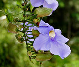 Blue Trumpet Vine (Thunbergia laurifolia) Tea Bags x 20 - Traditional Thai Herbal Tea for Health