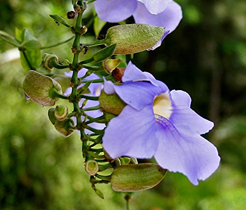 Blue Trumpet Vine (Thunbergia laurifolia) Tea Bags x 20 - Traditional Thai Herbal Tea for Health