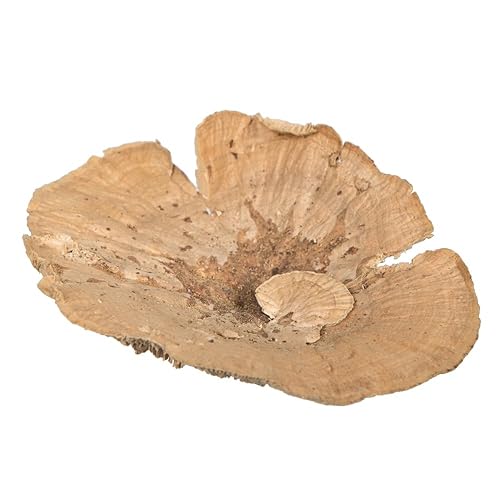 Vickerman Natural Botanicals 4"-6" Sponge Mushroom, Medium. Includes 50 Pieces per Pack.