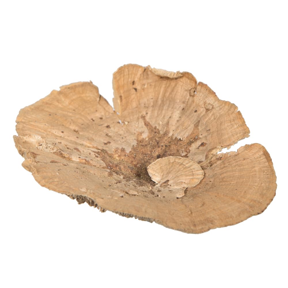Vickerman Natural Botanicals 4"-6" Sponge Mushroom, Medium. Includes 50 Pieces per Pack.