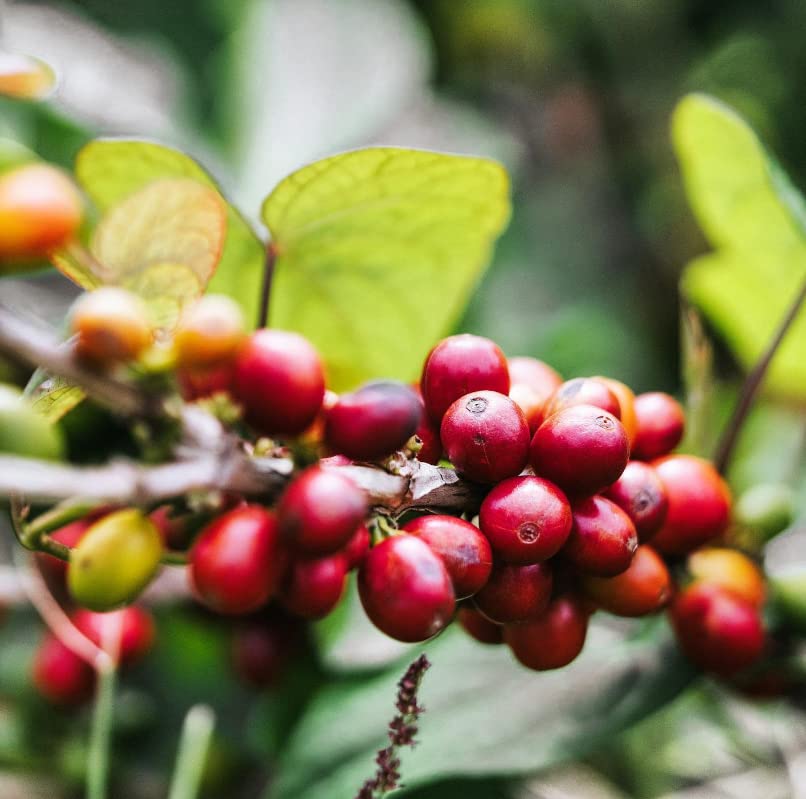 Gustos Coffee Premium Selection | Puerto Rican High End Medium Roasted Whole Bean Coffee (1, 12oz)