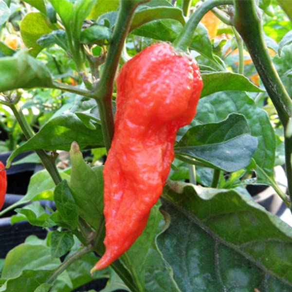 Red Bhut Jolokia Ghost Pepper Flakes by Magic Plant, 1Lb Bulk - 800K-1M SHU | Fruity Superhot Flavor | Add Intense Heat to Any Meal