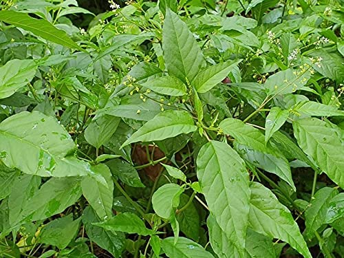 Jamaican Dog Blood Herb (Fertility Bush) Rivina Humilis