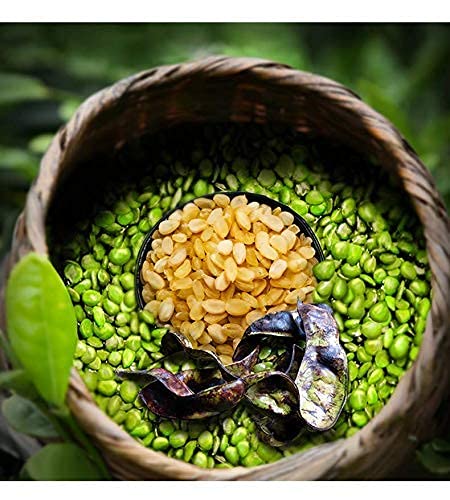 NESTLADY Gleditsia Sinensis (Snow Lotus Seed), 100% Natural, ???, ???, Plant Collagen and Fiber, Low Fat, Good With Peach Gum | Net weight: 100g