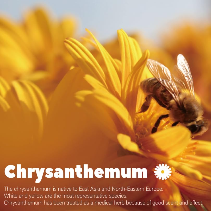 [ 6oz/170g ] Farmer Queen Premium Qualified Dried Golden Chrysanthemum Flower Herbal Tea ??