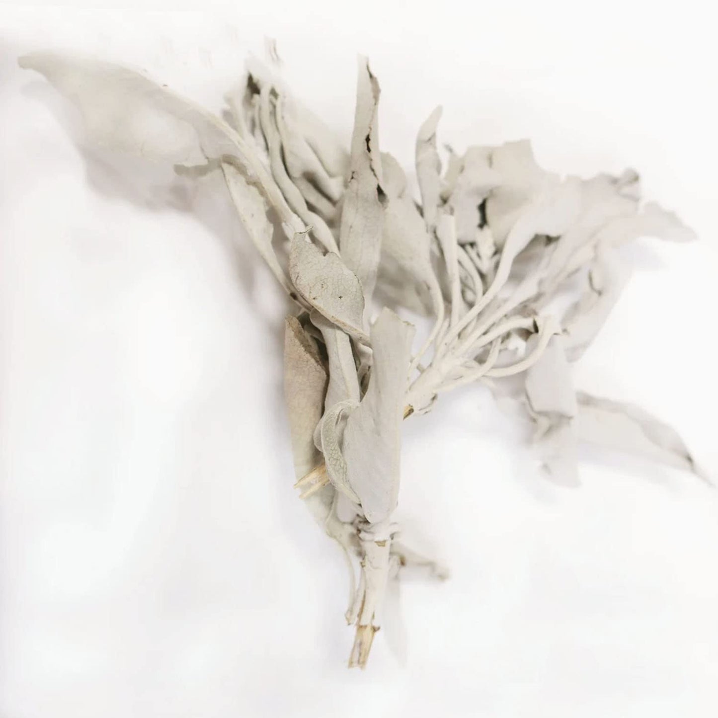 SOUL STICKS California White Sage Organic Loose Clusters Leaves Bulk for Cleansing, Purification, Meditation, Smudging and Negativity Clearing (3 lbs)