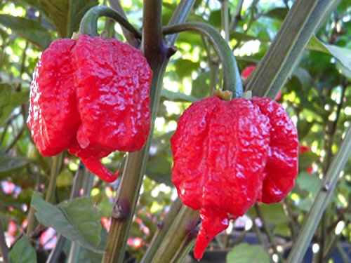 Atomic Rainbow Reaper Pepper Powder Set by Magic Plant - Fine Ground Carolina Reaper Chili Powder (2Oz each): Red - Fruity 3X Pain, Yellow - Fruity