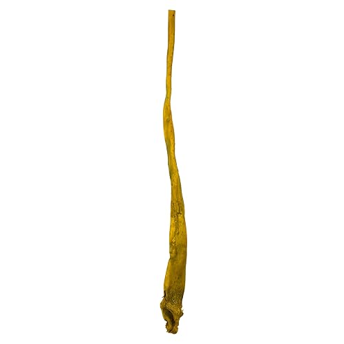 Vickerman 36-38" Basil Kelp - (Sea Kelp), 1 Piece per Pack, Dried