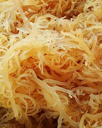 SEA MOSS (RAW) 2 lb - NATURAL IRISH MOSS,CHONDRUS CRISPUS,