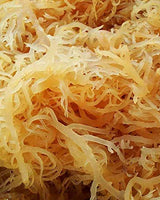 SEA MOSS (RAW) 2 lb - NATURAL IRISH MOSS,CHONDRUS CRISPUS,