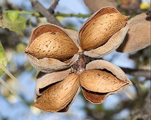 Food to Live - Blanched Almond Flour, 2 Pounds - Finely Milled, Raw, Vegan, Keto, Paleo. Good Source of Fiber, Protein, Vitamin E, Copper.