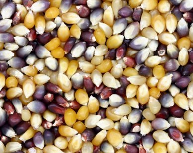 Rainbow Popcorn - 4 Lb Tub (Non GMO)