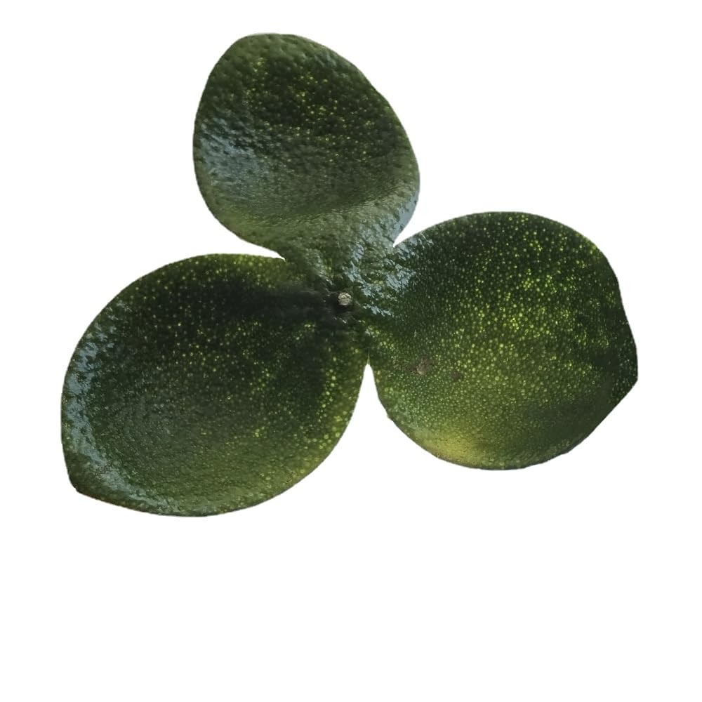 Zercumm Xin Hui Tangerine Peel Big Green Peel 500G Sanjiang Citrus Peel
