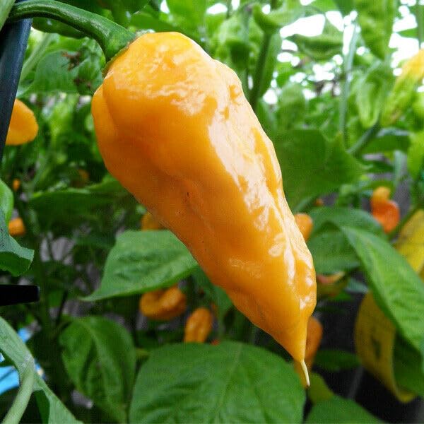 Yellow Ghost Pepper Powder by Magic Plant, 1 KG Bulk - 800K-1M SHU | Fruity Citrusy Heat | Fine Ground Superhot Chili for Bold Flavor