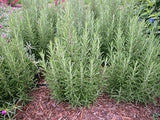 Rosemary Plants Spice Island in 4 inch Cups (5 Count)