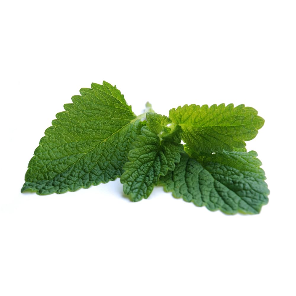 OliveNation Pure Spearmint Oil 4 ounces