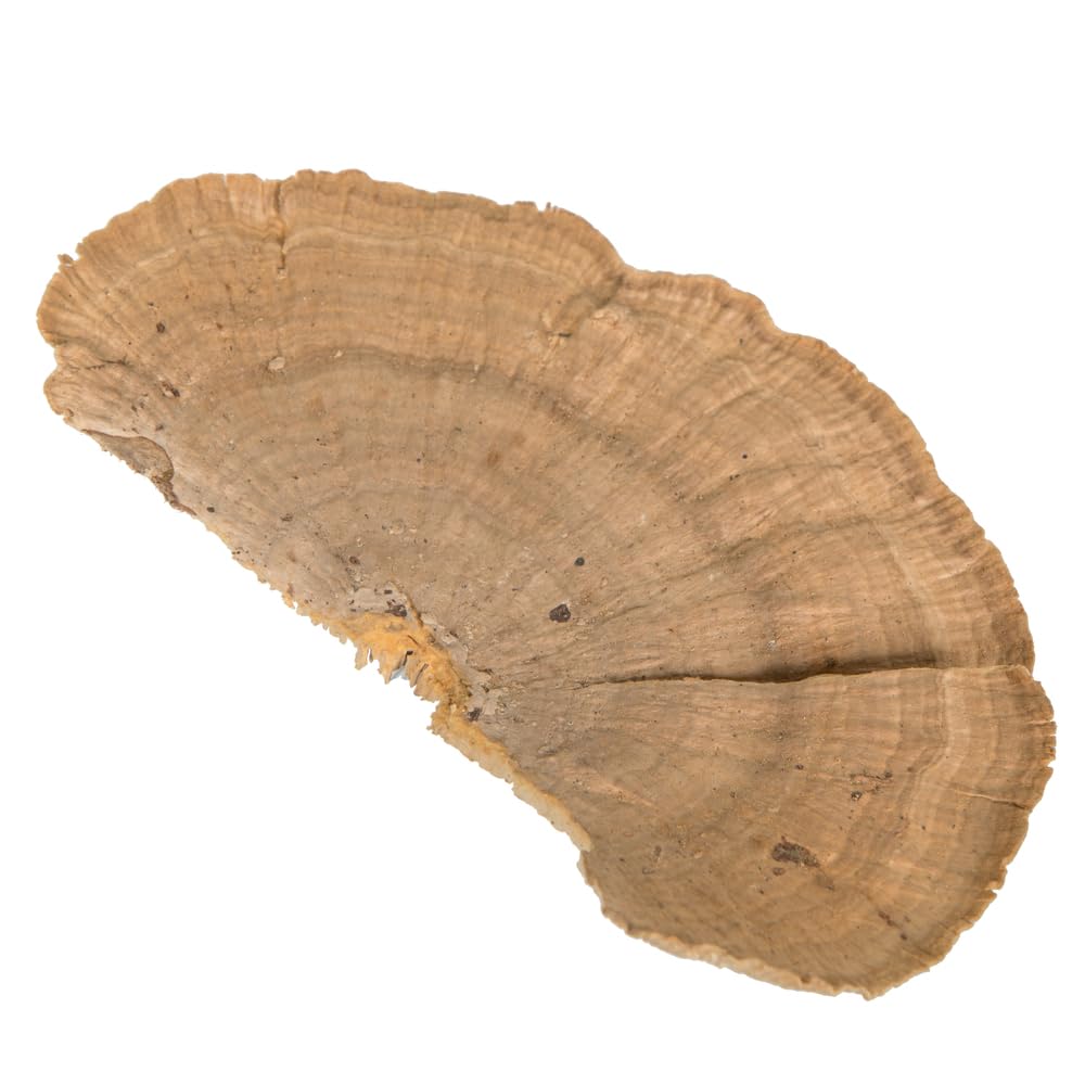 Vickerman Natural Botanicals 4"-6" Sponge Mushroom, Medium. Includes 50 Pieces per Pack.