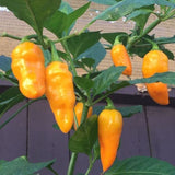 Orange Datil Pepper Powder by Magic Plant, 1 Kg Bulk - 200K-400K SHU | Rare Sweet Heat with Tangy Fruity Flavor | Pure Fine Ground Chili for Creative