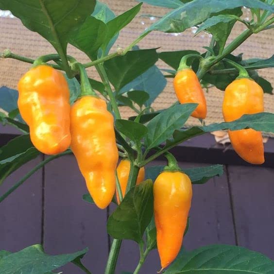 Orange Datil Pepper Powder by Magic Plant, 1 Lb Bulk - 200K-400K SHU | Rare Sweet Heat with Tangy Fruity Flavor | Pure Fine Ground Chili for Creative