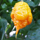 Yellow Carolina Reaper Pepper Flakes by Magic Plant - 1 Kg Bulk - Extremely Hot Rare Chili Strain 1.4M - 2.2M SHUs | Sweet Tangy Citrus Flavor |