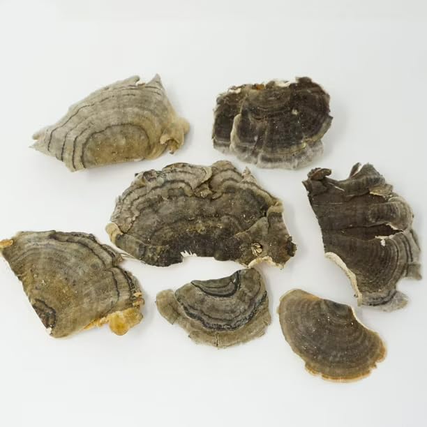 Essential Spice Dried Turkey Tail Mushrooms - Whole Slices, Mild Earthy Flavor - Traditional Functional Mushroom for Teas, Tinctures, Broths