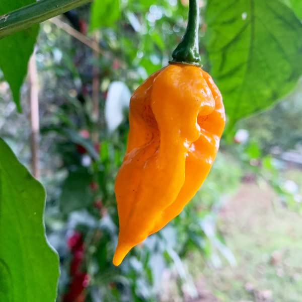 Orange Fatalii Pepper Powder by Magic Plant, 1 Lb Bulk - 350K+ SHU | Citrusy Fruity Superhot Heat | Fine Ground African Chili for Bold Flavor