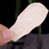 Dry Yam Slices,Dry ShanYao Chinese,Yam Rhizome Slices,Yam Slices,mountain Pill,mountain Pill Slices,mountain Pill Slice,shanyaopian,Fresh-cut Chinese