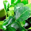 Fresh Kaffir Lime Leaves 1 lb.