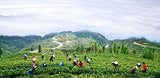 Enshi Rich in Se Tea 250g