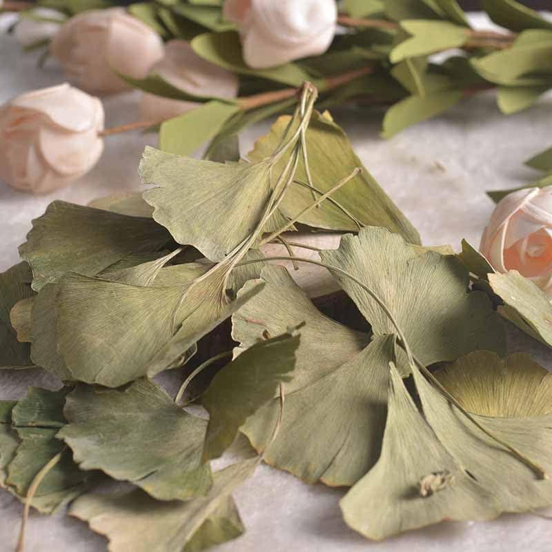 Zercumm Ginkgo Leaf 500G Folium Ginkgo Bilobae