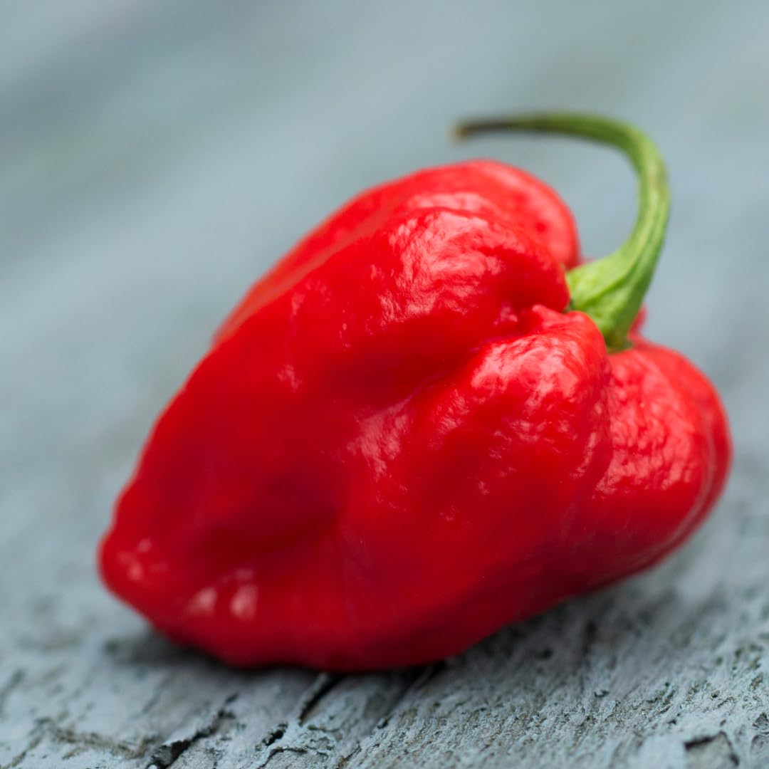 Birch & Meadow Carolina Reaper Peppers, 3.2 oz, Whole & Dried, Extremely Hot, Over 1 Million SHU