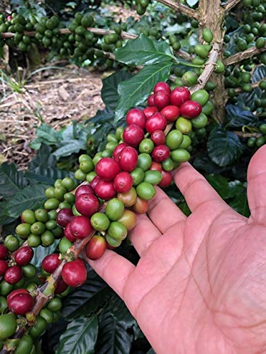 Don Leo Coffee from El Salvador - Whole Bean