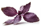 Purple Basil (Ocimum basilicum) 1 OZ (30g), Aromatic Italian, Armenian, Greek Heritage Variety - Naturally Caffeine-Free - Grown in Armenia - Ideal